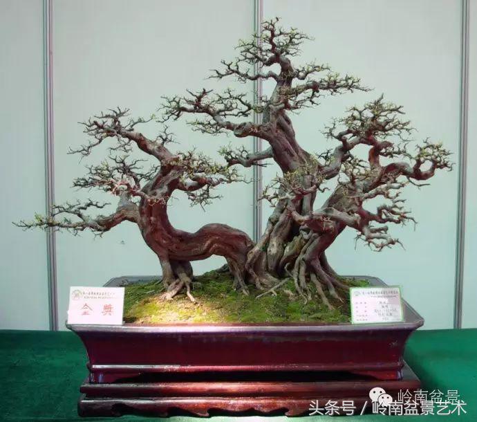 精品盆景雀梅杜鹃罗汉松,最美的100盆雀梅盆景建议收藏