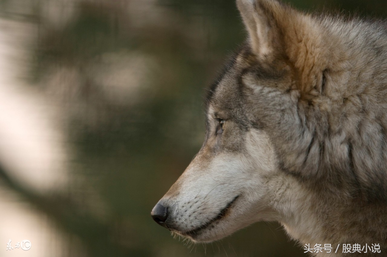 独狼手握阿石创，两天俩板，谢小军中国重工追板不利