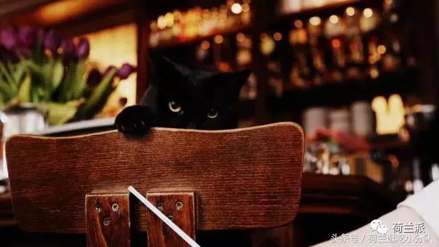 同样是撸猫，看看荷兰人和我们有什么不一样！