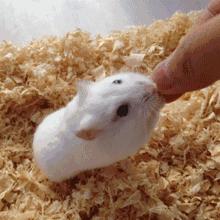 仓鼠的激萌反应瞬间萌化,仓鼠是不是萌化了