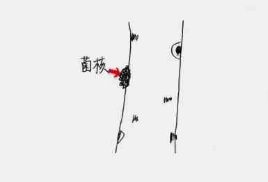 白桦茸——从寄人篱下到上房揭瓦,原来你是这样的菌宝宝