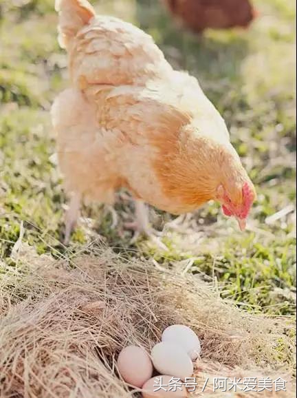 鸡蛋鸭蛋鹅蛋什么蛋的营养价值高,鹅蛋鸭蛋鸡蛋鹌鹑蛋哪个营养最高