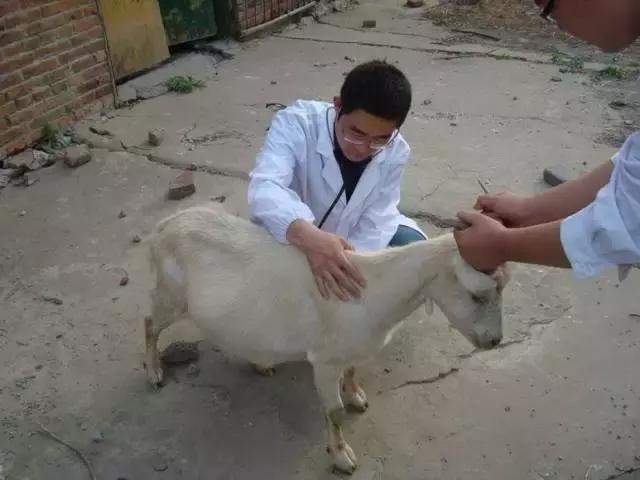 乡村振兴国家重点扶持项目,国家未来三十年重点发展乡村振兴