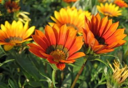 从佛教看“心灵法门”的邪性