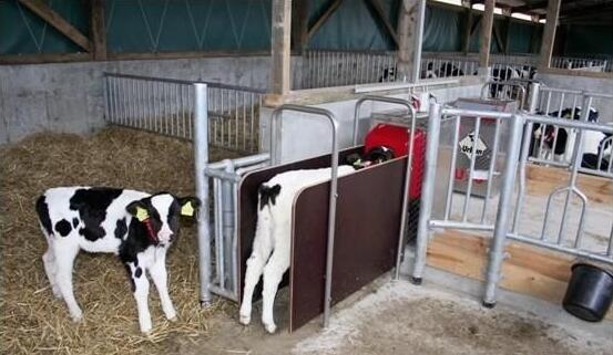 犊牛消化不良怎么治,犊牛消化不良的症状与治疗