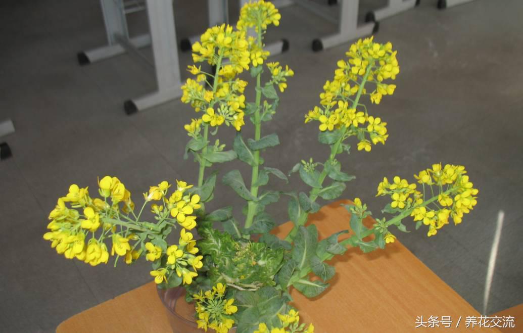 红薯与芋头能一起种吗,红薯忘了吃发芽怎么做盆栽