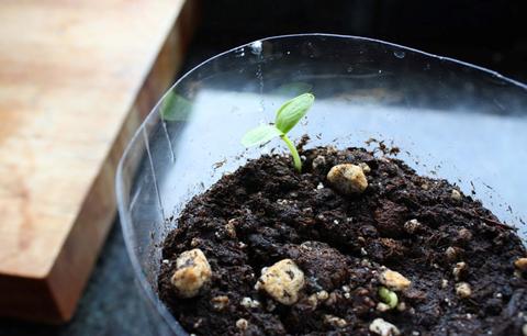 可乐瓶自制灌溉喷雾,可乐罐制作盆栽浇水器