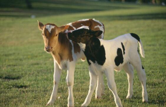 犊牛消化不良怎么治,犊牛消化不良的症状与治疗