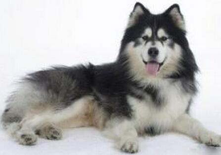 阿拉斯加犬咳嗽怎么治疗,阿拉斯加狗狗感冒什么症状