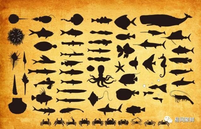 水产市场常见的鱼,中国进口水产品排行榜