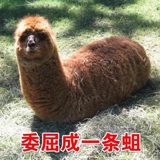 “反代购”盛行!中国的这些神器可以让留学生不再吃土~