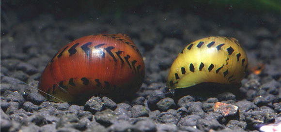 草缸螺类,草缸螺类大全图解