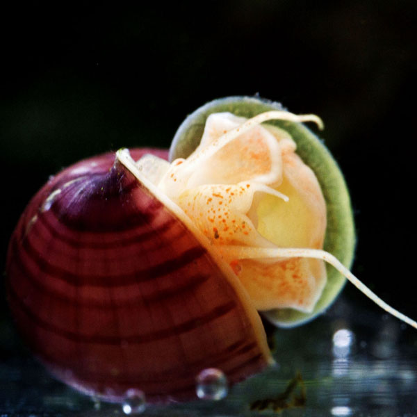 草缸螺类品种大全,草缸螺类