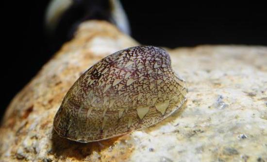 草缸螺类品种大全,草缸螺类