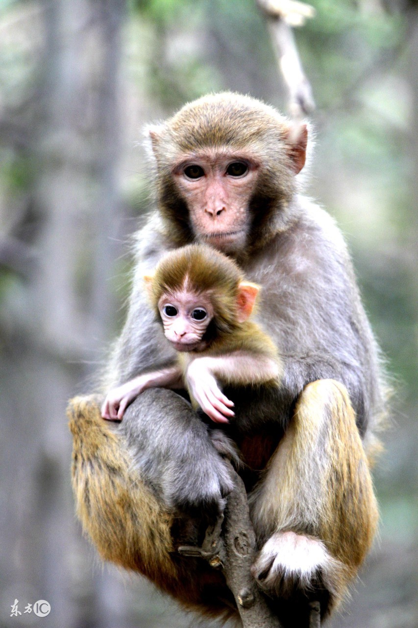 2018年属猴的运程每月运势大全,2018年生肖猴的命运如何
