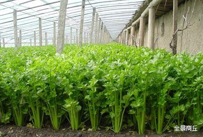商丘农村大集特色美食,商丘美食视频大全集
