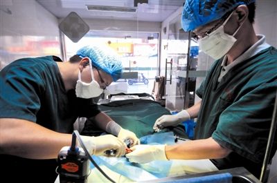 做宠物医生需要什么专业,做宠物医生要什么条件