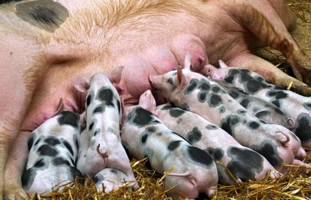 2024农村自繁自养的猪成本多少,怎么养猪省成本钱