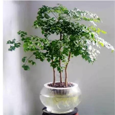 月季的盆土怎样判断干湿,盆土干湿