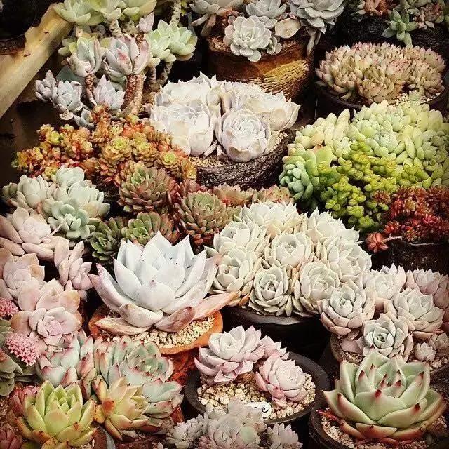 肉友推荐养的多肉植物,国外肉友养的多肉