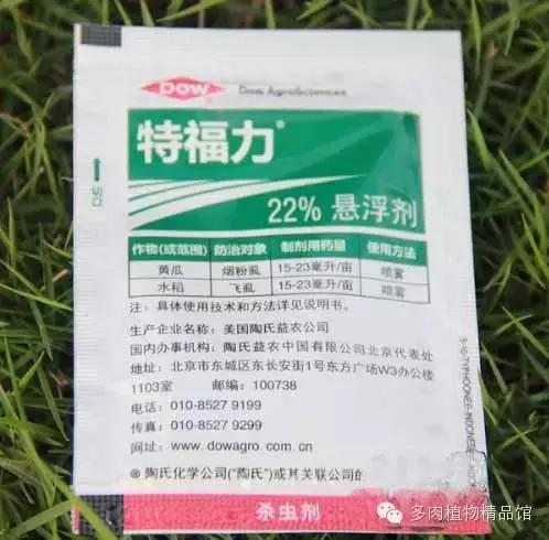 多肉蜗牛虫害怎么杀灭,多肉虫害症状及治疗