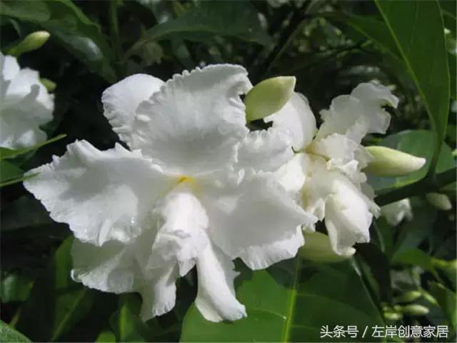 100种室内植物大全,户外小景观植物大全