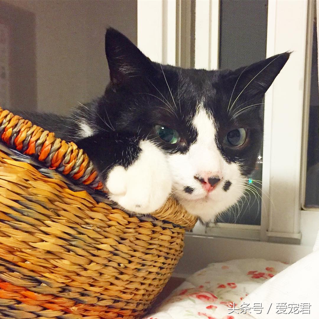 如何快速与胆小新猫咪建立感情,怎样和胆小的猫咪建立信任