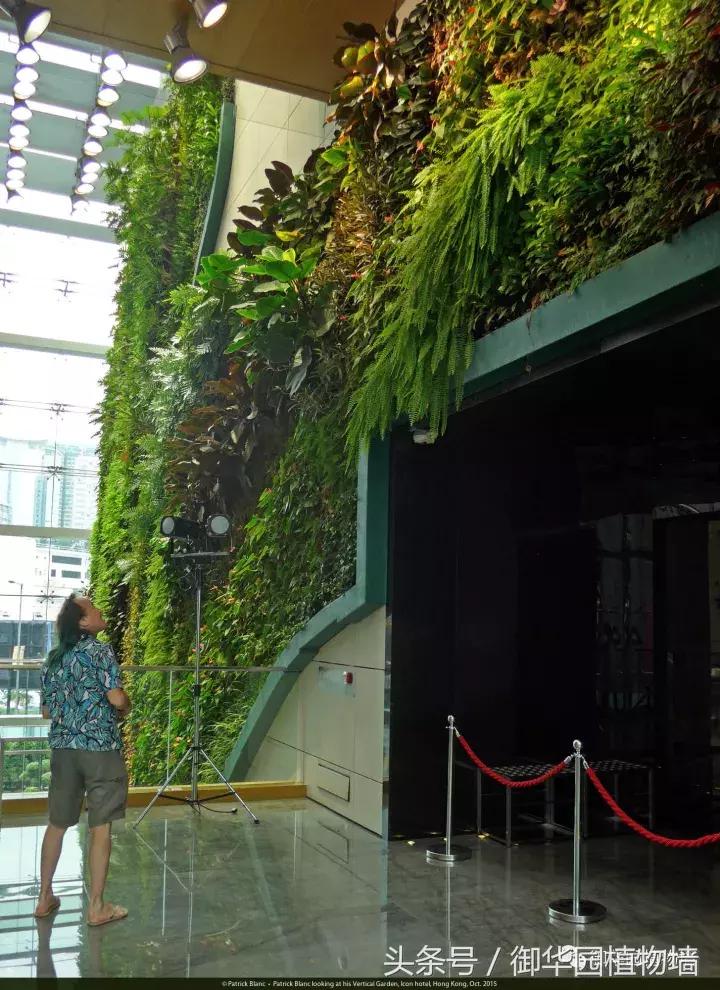 植物大战僵尸之父是中国人,植物墙创始人