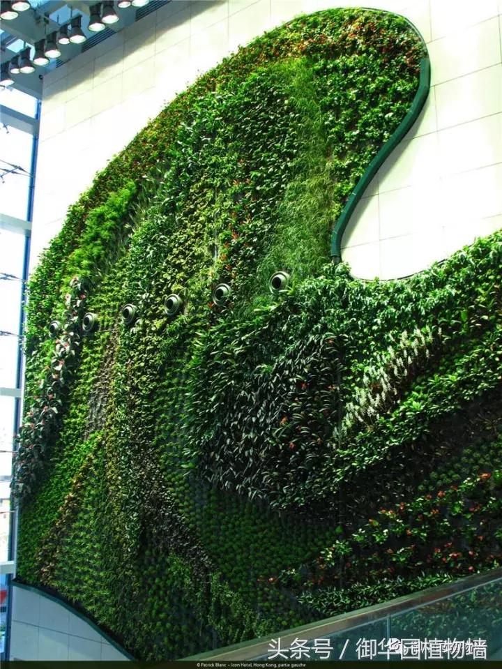 植物大战僵尸之父是中国人,植物墙创始人