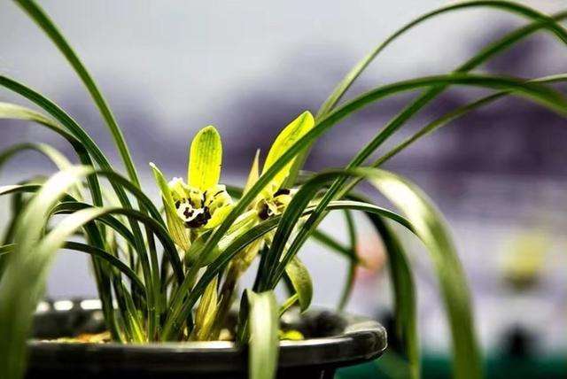 最贵的天价兰花图片,真正的天价兰花图片