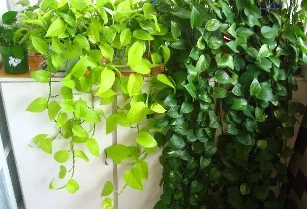 柴米油盐酱醋茶，养花效果不是一般得强！