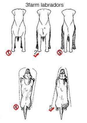 拉布拉多的身高体重标准是多少,七个月的拉布拉多体重应该多少