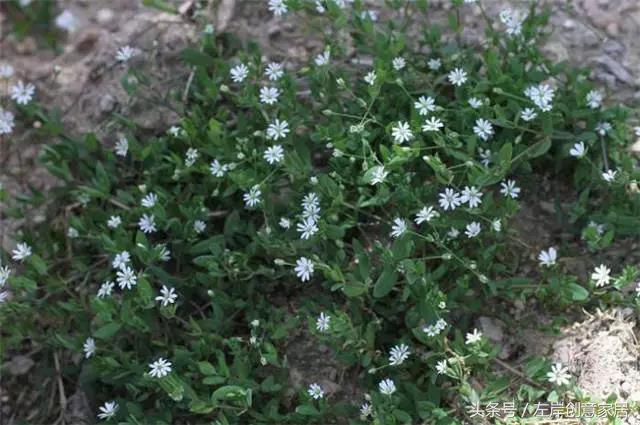 100种室内植物大全,户外小景观植物大全