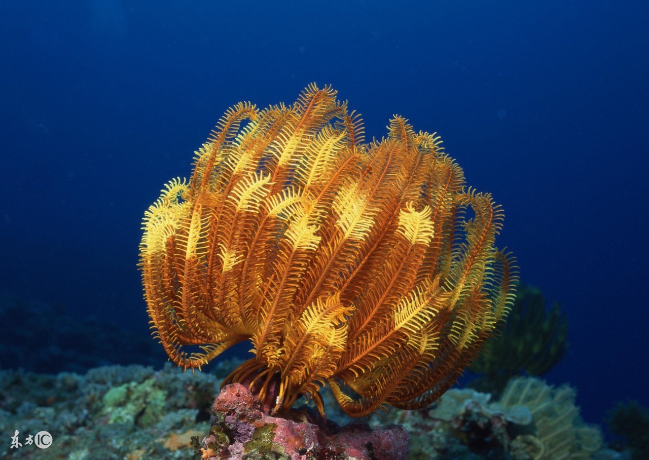 如何能够在海底漫步,海底漫步需要做什么准备