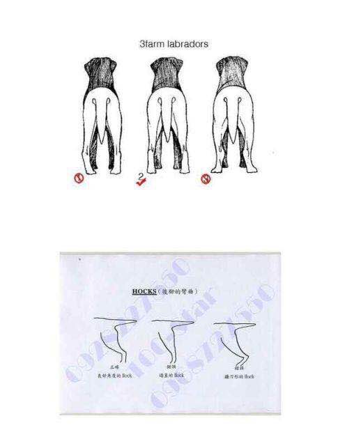 拉布拉多的身高体重标准是多少,七个月的拉布拉多体重应该多少
