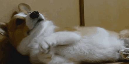 你是如何对待狗的,如果你打你家自己的狗会怎么样