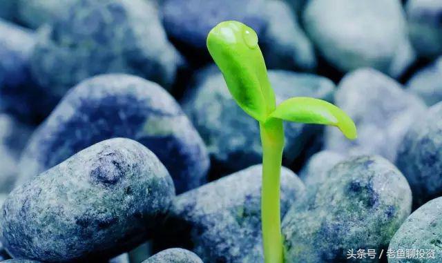 最近几年出现的牛股,15年十大牛股