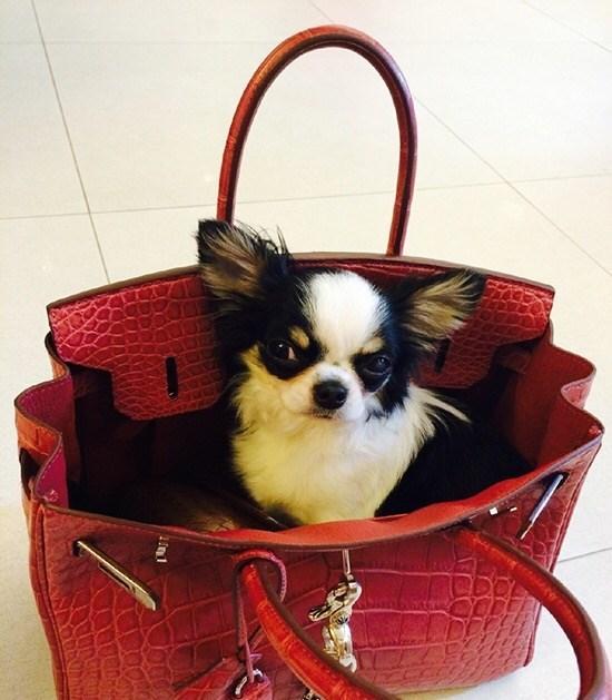 林心如2亿元项链,林心如70万一块表