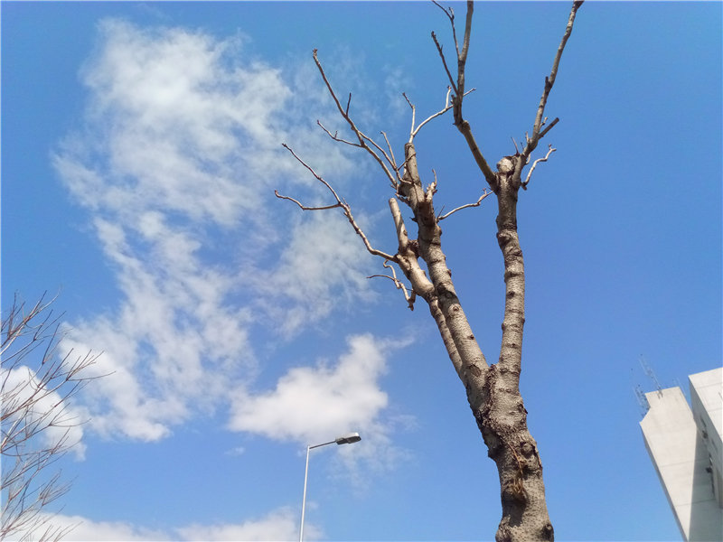 金立天鉴w909和oppoa57对比,金立天鉴w909和三星w2017哪个好