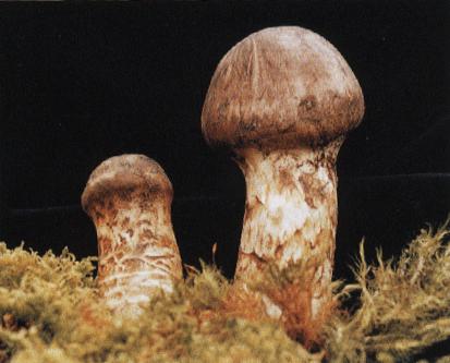 开春挖野菜教你轻松识别18种野菜,您知道春季最养肝护肝的野菜吗