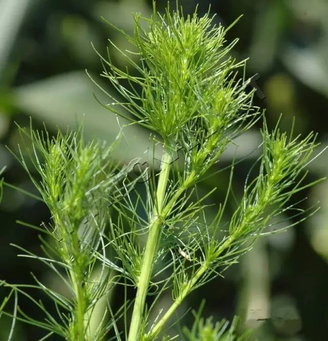 开春挖野菜教你轻松识别18种野菜,您知道春季最养肝护肝的野菜吗