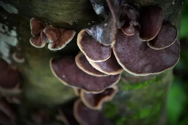 开春挖野菜教你轻松识别18种野菜,您知道春季最养肝护肝的野菜吗
