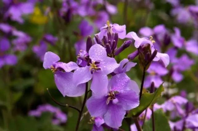 开春挖野菜教你轻松识别18种野菜,您知道春季最养肝护肝的野菜吗