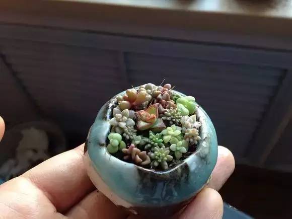 拇指盆栽欣赏,拇指小盆栽