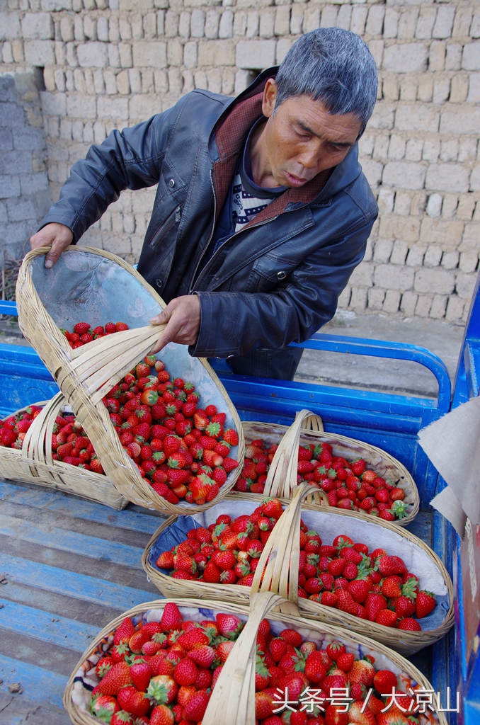 凉山德昌县草莓价格今日行情,德昌草莓批发价格