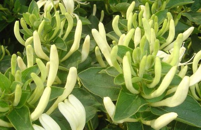 农村种植这10种树最能赚钱,农村种植什么最赚钱又不愁销路