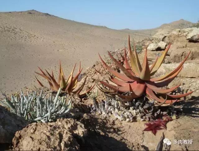 大连多肉在野外的生长环境,常见的一些多肉品种