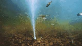 钓友福利打窝必备,钓鱼神器新型仿生鱼饵能钓一年