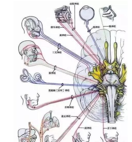 绘制神经系统的生理解剖图,人体骨骼血管神经系统解剖图