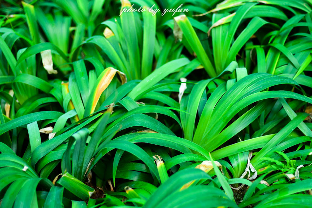 实拍农村常见38种中草药植物,我们身边的中药花草有哪些